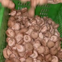 精品香菇