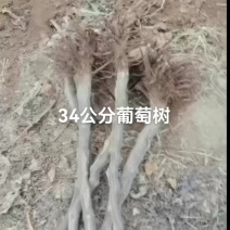 3公分4公分葡萄树