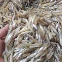 小黄鱼，，非常漂亮，新鲜上货，要的赶紧找我