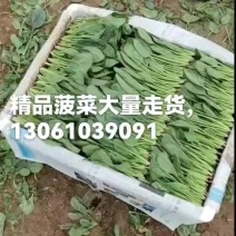 精品菠菜