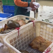 汉寿甲鱼