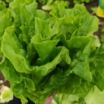 江苏南通拿货拿到手软，精品生菜供不应求