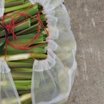 电商茭白，持续有量