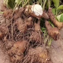 白术籽白术芽