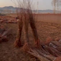 精品山杏苗，品种全价格优，货源充足，诚信经营