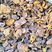 松蘑菇食用菌菇大块，干净品质上乘口感好杠杠黄营养丰富
