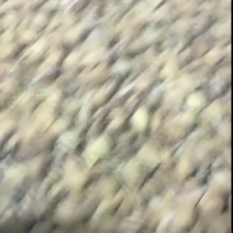 黄蚬子，东港无沙黄蚬子，黄蚬子，丹东黄蚬子