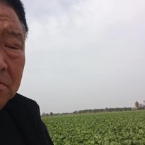精品大白菜