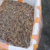 小河虾，新鲜上货，鲜活打包，非常漂亮