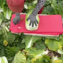 黄心菜