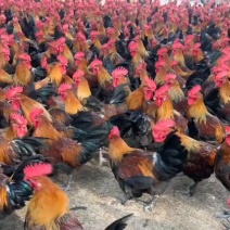 靓黑瑶公