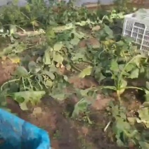 正宗天津沙窝萝卜一件代发