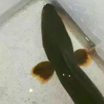 鳗鱼