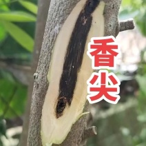 香尖高端