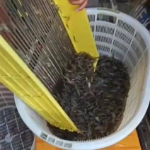 鲜活小河虾，冰鲜打包，要的赶紧来迟了就没有了