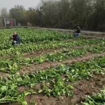 沙窝萝卜，冷库萝卜，代发萝卜