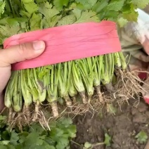 河南商丘大叶香菜大量供应中欢迎各位老板下单选购