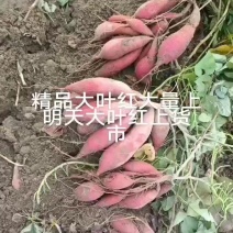 今品大叶红