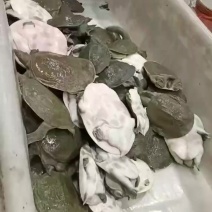 外塘生态甲鱼