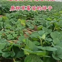 天仙醉，贵妃，奶油草莓基质苗，芽芊苗种苗预定