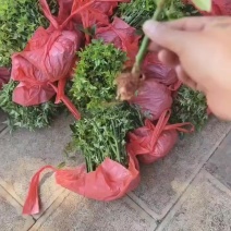 蔷薇花小苗批发