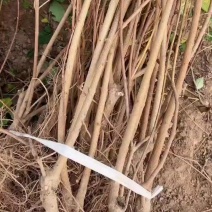 连翘苗药用连翘苗一年苗量大山西苗圃直发量大从优