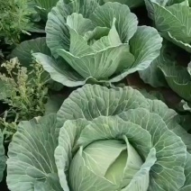 江苏包菜甘蓝圆包菜量大价优基地直发保质保量欢迎选购