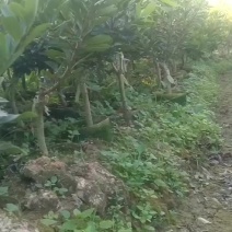 精品杨梅树苗，东魁乌梅，黑炭，王子安海台梅一物一拍