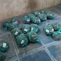 精品大闸蟹
