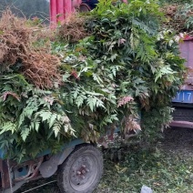 栾树小苗栾树苗灯笼树苗地径两公分地径0.8地径0.5规格齐全