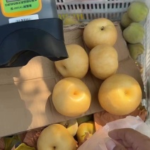 南水梨糖分高水分足耐储存表光好自有冷库代加工