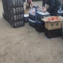 山西高山酥梨继续走货