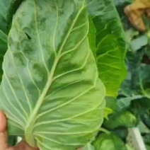 牛心白，包菜，无虫眼，无烧心，无抽苔