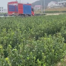 长林，湘林嫁接中杯油茶苗基地直供量大从优成活高