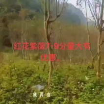 紫薇树