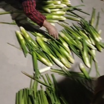 尾期现割茭白，白度好，耐存储