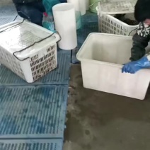 无为大闸蟹