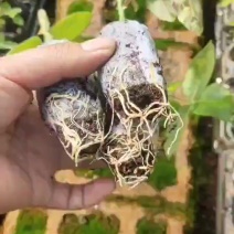 食用玫瑰花苗质量保证价格优惠