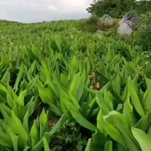 姜黄