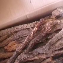 肉苁蓉新货上市了，需要的来选购