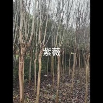 苗圃直供高杆紫薇百日红花期长易成活适应性强规格全价格实惠