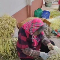 云南干韭黄有需要的联系