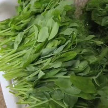 豌豆尖