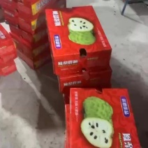 自家果园释迦开园，欢迎各电商平台对接