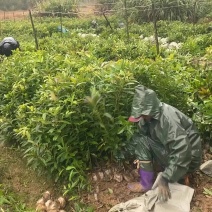 木荷小杯苗，苗圃直供，诚信经营，质量第一