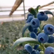 蓝莓