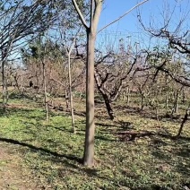 合欢树