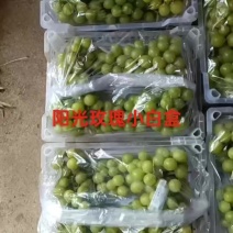 【推荐】阳光玫瑰小白盒对接商超批发市场欢迎咨询