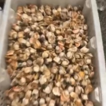 无冰港湾贝扇贝肉小红贝