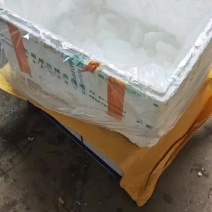 小黄鱼，冰鲜打包，每天发货